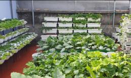 Tận dụng 60 m2 trên sân thượng, 'mẹ đảm' trồng vườn rau hữu cơ xanh mướt với chi phí hơn 50 triệu đồng