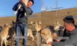 Một chàng trai trẻ người Trung Quốc đã cống hiến cả cuộc đời mình để gần gũi và thân mật với đàn sói 320 con