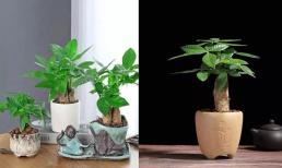 Đừng chỉ tưới cây kim ngân, hãy dùng 3 loại phân này, cây sẽ xanh tốt