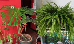 Có 3 loại hoa trong nhà tắm đẹp dễ trồng hút mùi cả nhà đều thích