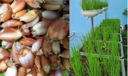 'Tất tần tật' bí quyết trồng hành tại vườn hoặc trên ban công cho năng suất cao