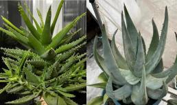 Để trồng nha đam, học thuộc lòng 4 điểm, lá xanh mướt, mọng nước, búp nhỏ chen chúc mọc trong chậu 