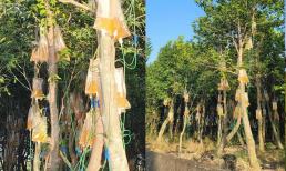 Một loại cây đã bị tiêm thuốc độc để trở thành cây đắt nhất thế giới