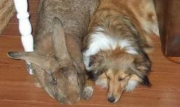 Thỏ khổng lồ Flemish Vua thỏ to hơn cả chó