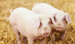 Tế bào ung thư 'chuộng' 'bộ phận' này của lợn, nhiều người 'khoái' ăn