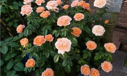 Hoa hồng đang ngủ đông, hãy làm 4 điều cho nó, và nó sẽ nở nhiều hơn vào năm tới