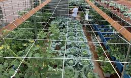 Tận dụng 50m2 sân thượng, mẹ đảm Hà Nội đầu tư 20 triệu trồng vườn rau năng suất cao
