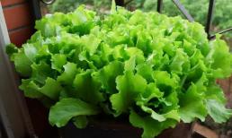 Trồng 4 loại rau trên ban công, nửa tháng đầy chậu, gia đình ăn không hết