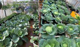 Tận dụng sân thượng 60 m2, mẹ đảm ở Hà Nội trồng vườn rau sạch chỉ với chi phí 10 triệu đồng