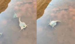 Tôm nòng nọc - Loài động vật cổ đại sinh tồn từ thời khủng long