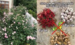 Cách tự chế một số loại thuốc trừ sâu bằng các nguyên liệu tự nhiên