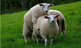 Tại sao con người có thể mang thai bất cứ lúc nào, còn động vật thì phải đợi động dục? ngại nói ra lý do