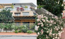 Mẹ đảm Hà Nội trồng 20 cây hoa hồng cổ quanh biệt thự, bật mí cách chăm sóc để hoa nở rộ dịp gần Tết Nguyên đán