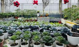 Mẹ đảm mang 800 bao đất và phân bón lên sân thượng, 'hô biến' thành vườn rau sạch