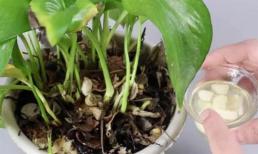 Bạn đã biết cách trồng hoa như thế này chưa? Nó lớn nhanh, không bị thối và ngăn được côn trùng