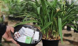 Đừng vứt thuốc hết hạn đi, tốt hơn là dùng để trồng hoa. Nó là loại phân bón tốt nhất giúp hoa nở rực rỡ