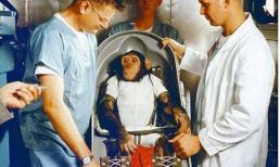 Điều gì đã xảy ra với con tinh tinh đầu tiên bay vào vũ trụ? 