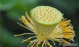 Tại sao hạt sen cổ thụ chôn vùi dưới lòng đất hàng nghìn năm vẫn có thể nảy mầm? Các nhà khoa học đang tranh luận về nó