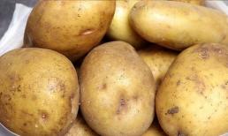 Giờ mới biết bảo quản khoai tây đơn giản lắm, rắc một nắm là để được cả năm không mọc mầm hay chuyển sang màu xanh