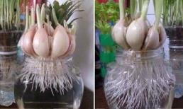 Học cách trồng tỏi như thế này 'Cả đời không phải bỏ tiền ra mua'! Nhanh tay học thôi 'Bạn có thể tiết kiệm rất nhiều tiền'