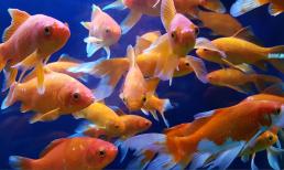 Cá vàng đóng băng hồi sinh thần kỳ sau khi nước trong bể cá tan băng 