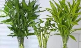 Cây phát lộc thích lá vàng mùa đông, 4 chi tiết nhỏ làm chưa tốt, chỉnh sửa kịp thời