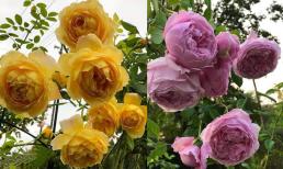 Bật mí cách chăm sóc hoa hồng để hoa nở đúng dịp Tết Nguyên đán 2023