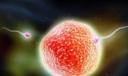 Làm thế nào một người phụ nữ có thể thụ thai song sinh khi cô ấy rụng một quả trứng mỗi tháng? Làm đúng 4 điểm có thể 'một mũi tên trúng hai đích'!