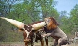 'Con bò' to nhất thế giới, hổ bỏ chạy như mèo khi nhìn thấy, đây là 'thánh bò' ở đâu?