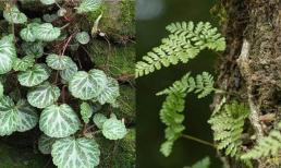 Nhiều người không biết cây cỏ trong kẽ đá, nếu may mắn gặp được chúng thì bạn là người may mắn, hãy trân trọng chúng