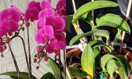 Có 3 'bí quyết' tưới lan hồ điệp, học được thì càng nuôi càng phát triển