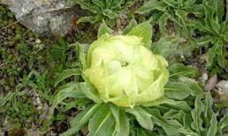 Loại cây phổ biến ở thôn quê, giá đắt như vàng, gặp phải nhất định phải rước về