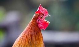 Tại sao gà mái bắt chước tiếng gáy của gà trống bị coi là 'điềm dữ', thường bị giết thịt? Nghi vấn bao năm cuối cùng cũng được giải đáp
