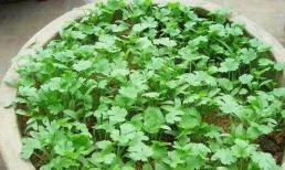 Trồng rau mùi tại nhà, bí quyết nhỏ để rau mùi nảy mầm nhanh không chê vào đâu được! 