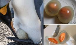 Trứng chim cánh cụt trông như thế này khi được nấu chín!