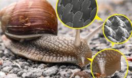 16 sự thật độc đáo về động vật cần khám phá