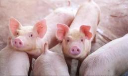 Ăn nhiều thịt lợn có tốt không? 3 loại thịt này ăn ít càng tốt, nhiều người không biết, rước bệnh vào người