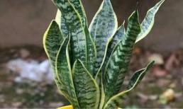 3 loại 'hoa thôi miên', cứ trộng một cây trong phòng ngủ là ngủ ngon, sảng khoái