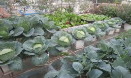 Tận dụng hơn 20m2 sân thượng, 'mẹ đảm' trồng vườn rau cho năng suất cao với cách chăm sóc cực đơn giản