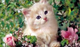 Những con giáp nào bất lợi với tuổi Quý Mão 2023 và vận trình năm nay ra sao