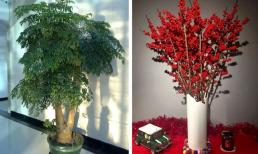 'Năm mới đến, trồng 3 cây phát lộc trong phòng khách thì con cháu mãi giàu sang', 3 cây này là cây gì? 