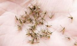 Baking soda diệt muỗi tốt hơn nhang muỗi, an toàn không độc hại, muỗi sẽ không đến đốt bạn cả đêm