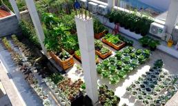 'Mẹ đảm' ở Đà Nẵng trồng vườn rau trên sân thượng cho năng suất cao vào dịp cận Tết