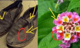 Nếu bạn có những thứ này ở nhà, hãy vứt chúng đi càng sớm càng tốt, bạn sẽ tránh gặp xui xẻo