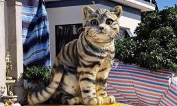 Xuất hiện tượng mèo đáng yêu ở Quảng Trị, được dân mạng khen ngợi hết lời