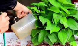 6 loại 'nước', dùng để tưới hoa, hoa và cây sẽ phát triển mạnh mẽ hơn, lá sẽ xanh hơn, hoa nở rực rỡ hơn