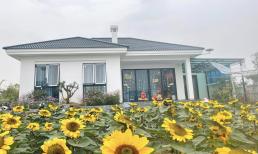 Cặp vợ chồng xây nhà tặng mẹ ở Thái Bình, phủ kín vườn bằng hoa hướng dương cực đẹp