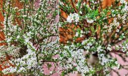 Mẹo nhỏ cực đơn giản để hoa tuyết mai nở rộ vào dịp Tết nguyên đán