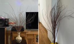 30 Tết, nhiều nhà 'khóc thét' vì tuyết mai mãi không chịu nở, nhìn như cành củi khô