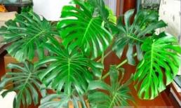 Nuôi “4 loại cây xanh” này ở nhà như lắp máy lọc, sức khỏe cả nhà tốt hơn hẳn